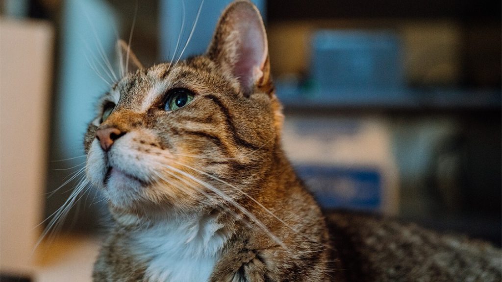 5 sfaturi pentru fotografii reușite cu animalele de companie
